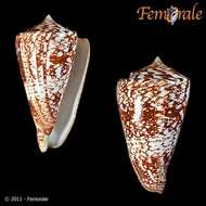 Conus amadis Gmelin 1791的圖片