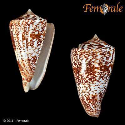 Conus amadis Gmelin 1791的圖片