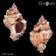 صورة Phyllonotus Swainson 1833