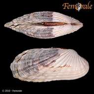 Image of Cardita affinis californica Deshayes 1854
