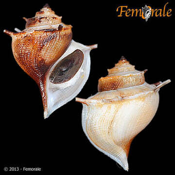 Image of Paludomidae