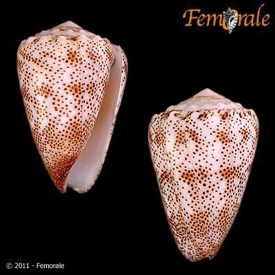 صورة Puncticulis