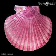 Image of Aequipecten P. Fischer 1886