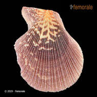 Image of Caribachlamys T. R. Waller 1993