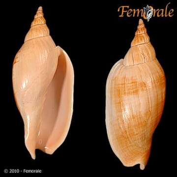 <i>Alcithoe jaculoides calva</i> Powell 1928 resmi