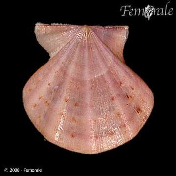 Image of Pectiniidae