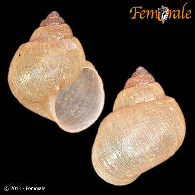 Image of Simpulopsidae