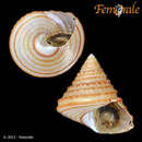 Image of Calliostoma fonki (Philippi 1860)