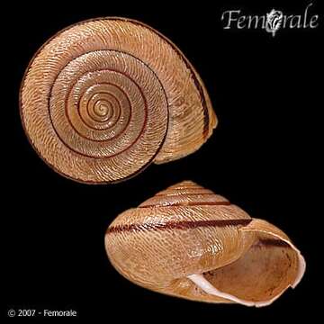 Imagem de Helminthoglyptidae