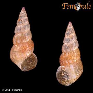 Imagem de unclassified Gastropoda