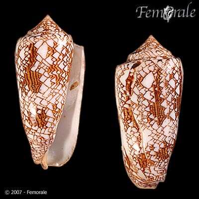 Image of Conus textile neovicarius da Motta 1982