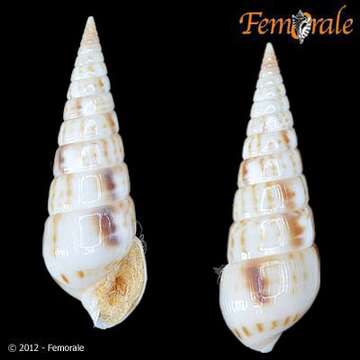 unclassified Gastropoda resmi