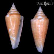 صورة Conus castaneus Kiener 1848