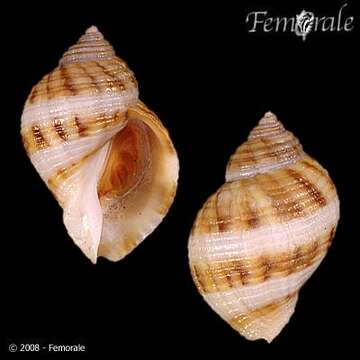 Image of dog whelks