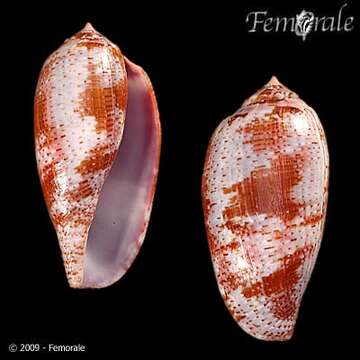 Image of cone snails