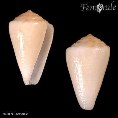 Image of Doubtful Cone