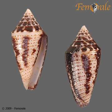 Image of Conasprella Thiele 1929