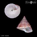 صورة Calliostoma ticaonica (A. Adams 1851)