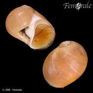 Image of moon snails