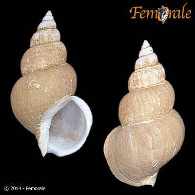 Image of Buccinum Linnaeus 1758