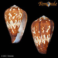 Image of cone snails