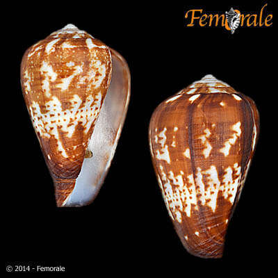 Image of cone snails