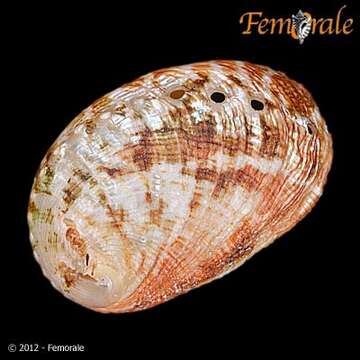 Image of Haliotoidea Rafinesque 1815