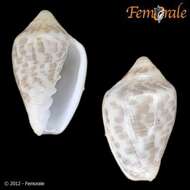 Image of Marginella Lamarck 1799