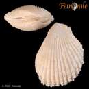 Image of Pacific fileclam