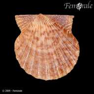 Image of Leptopecten Verrill 1897