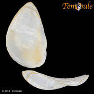 Image of Crepidula intratesta Simone 2006