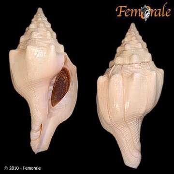 Image of Turbinella angulata (Lightfoot 1786)