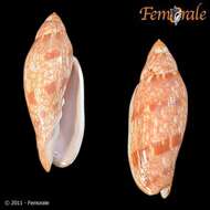 Image of Volutoconus Crosse 1871