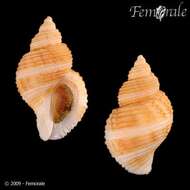 Image of dog whelks