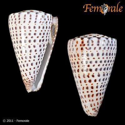 Image of cone snails