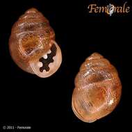 صورة Buliminidae