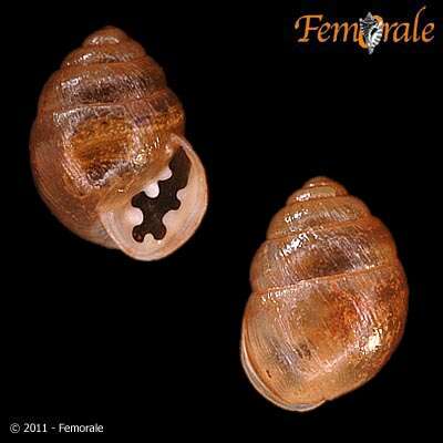 صورة Buliminidae