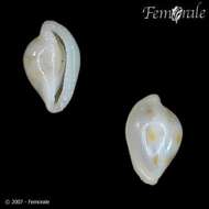 Слика од <i>Primovula roseomaculata</i> (Schepman 1909)