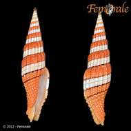 Image of Turbinelloidea Rafinesque 1815