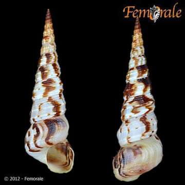 unclassified Gastropoda resmi