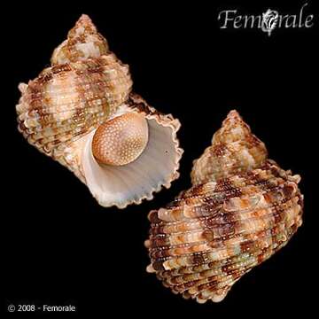 Image of turban snail