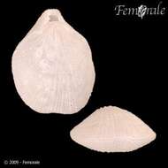 Image of lamp shells