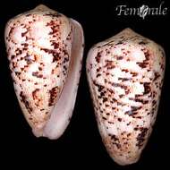 Image of cone snails