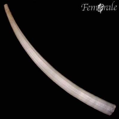 Image of tusk shells