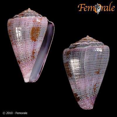 Image de Conus Linnaeus 1758