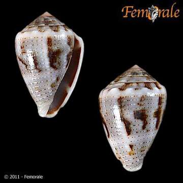 Image of cone snails