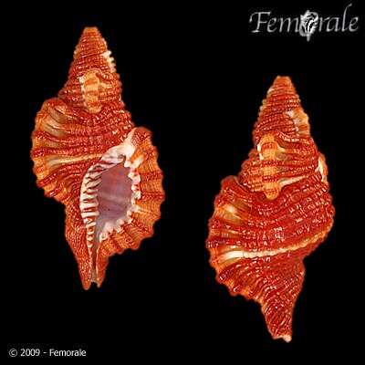 Image of triton shells