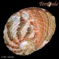 Image of Haliotoidea Rafinesque 1815