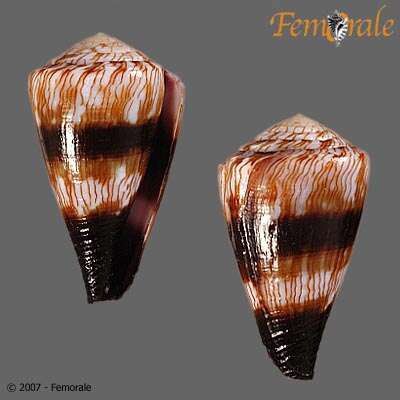 Image of cone snails