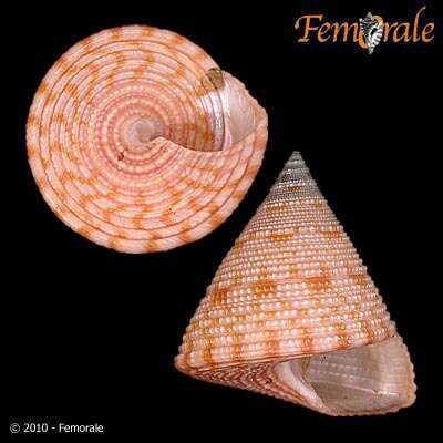 صورة <i>Calliostoma armillatum</i> Wood 1828